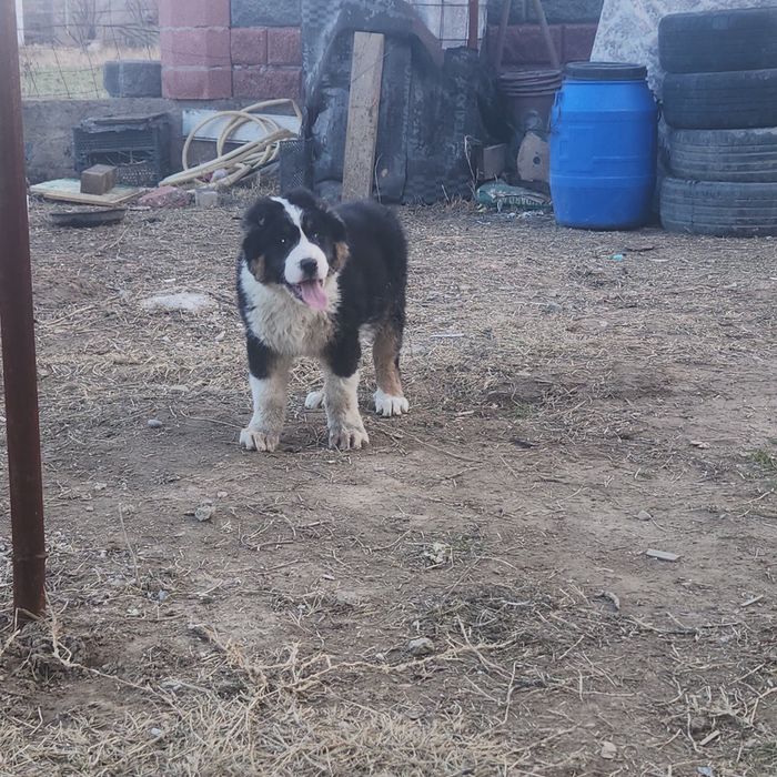 Кайнар булак дача