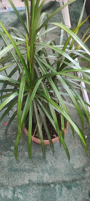 Драцена Юкка комнатные