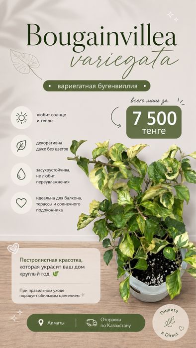 Сингониум Клубничный лед