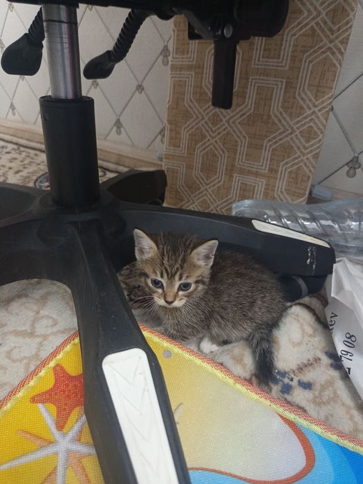 Отдам в хорошие руки