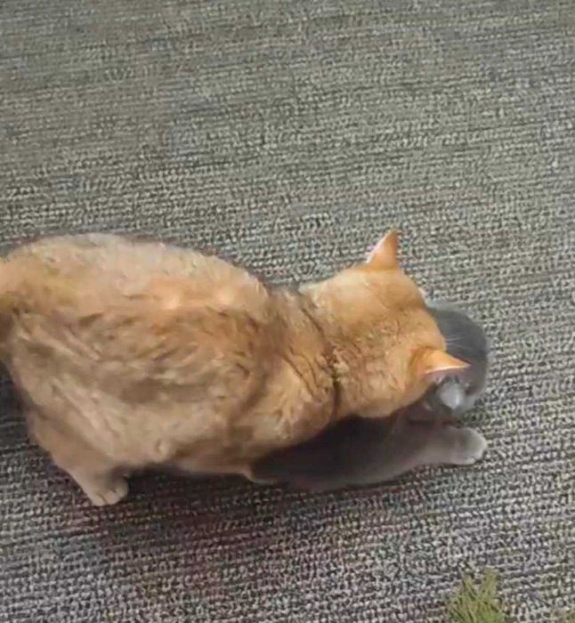 вязка коты шиншиллы