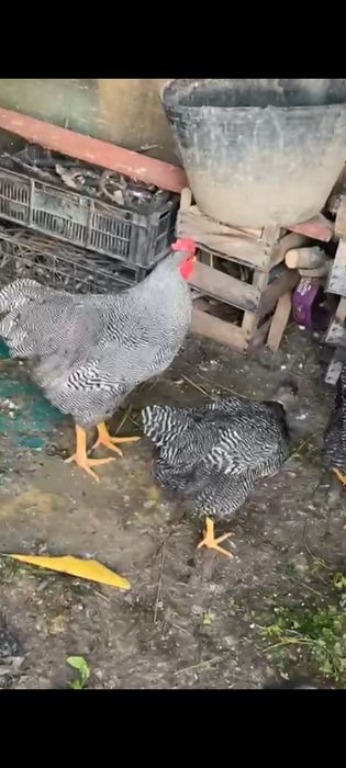 Vind pui Brahms Australorp și de taŕa