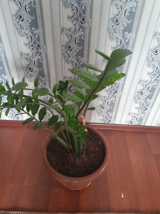 Тенгегул мен Китайская роза