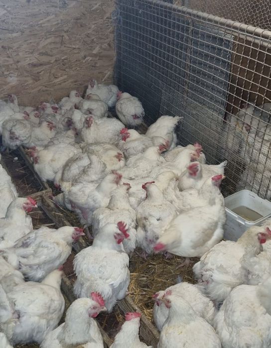 Găini rasa de carne 4-5 kg