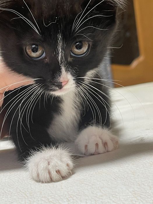 Котята в надежные руки