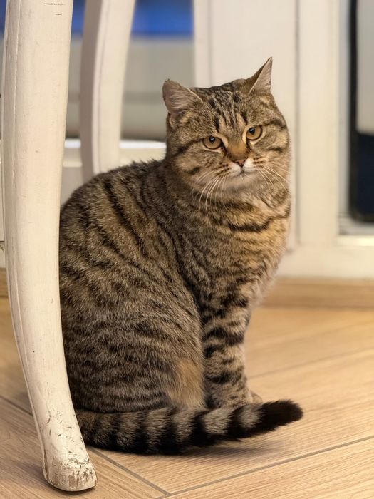 Отдам Кошку в хорошие руки