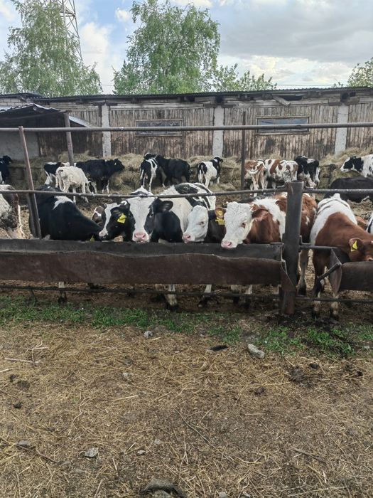 Продам телят, телок, коров.