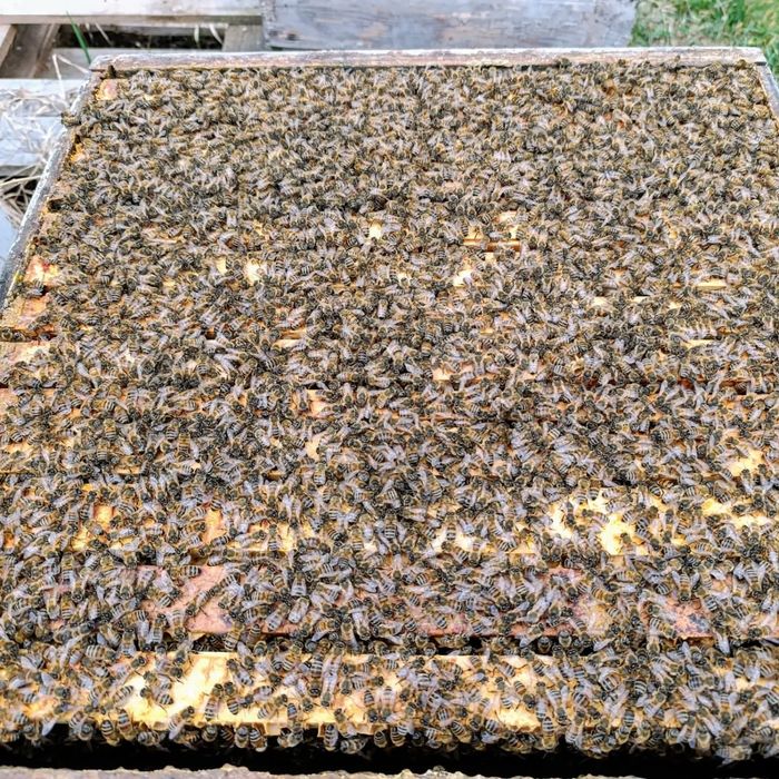 Отводки сезон 2026