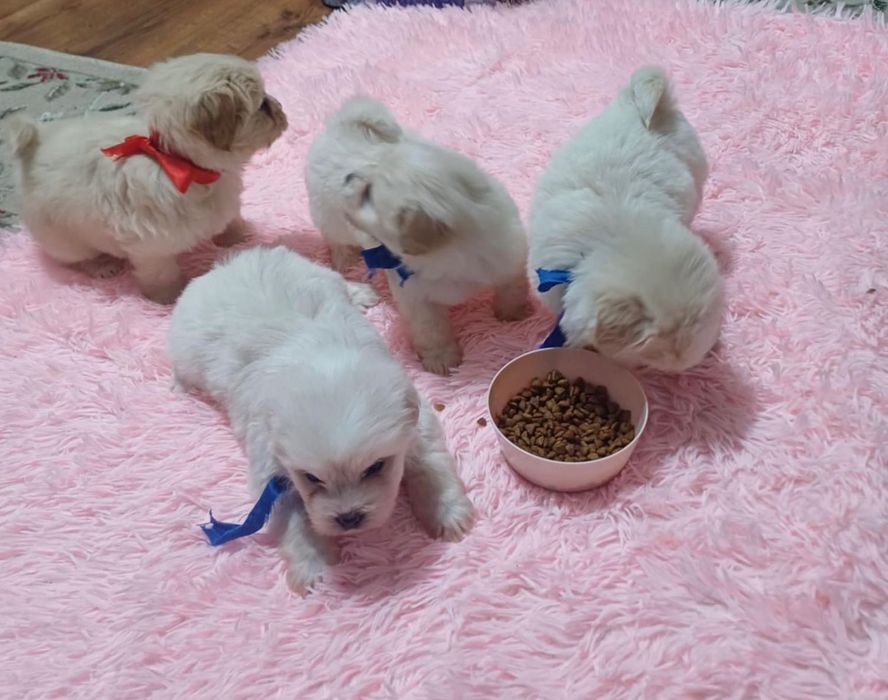 Vând bichoni  6 săptămâni