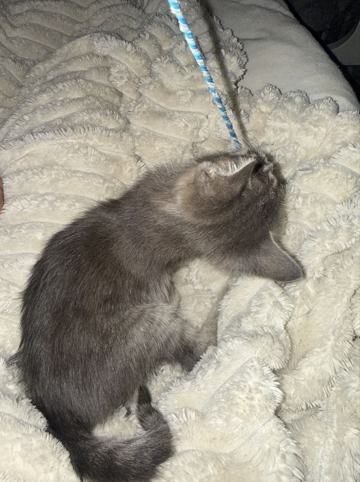 Подарявам бебе коте