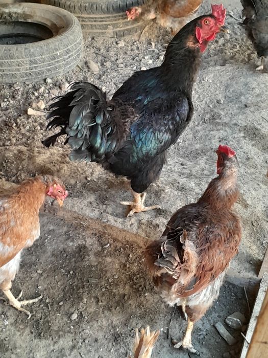 Honadon tovuqlari sotiladi