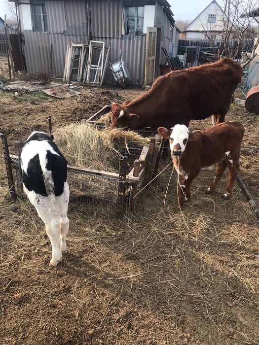 Продам 2 коров,3 тёлки, 2 бычка