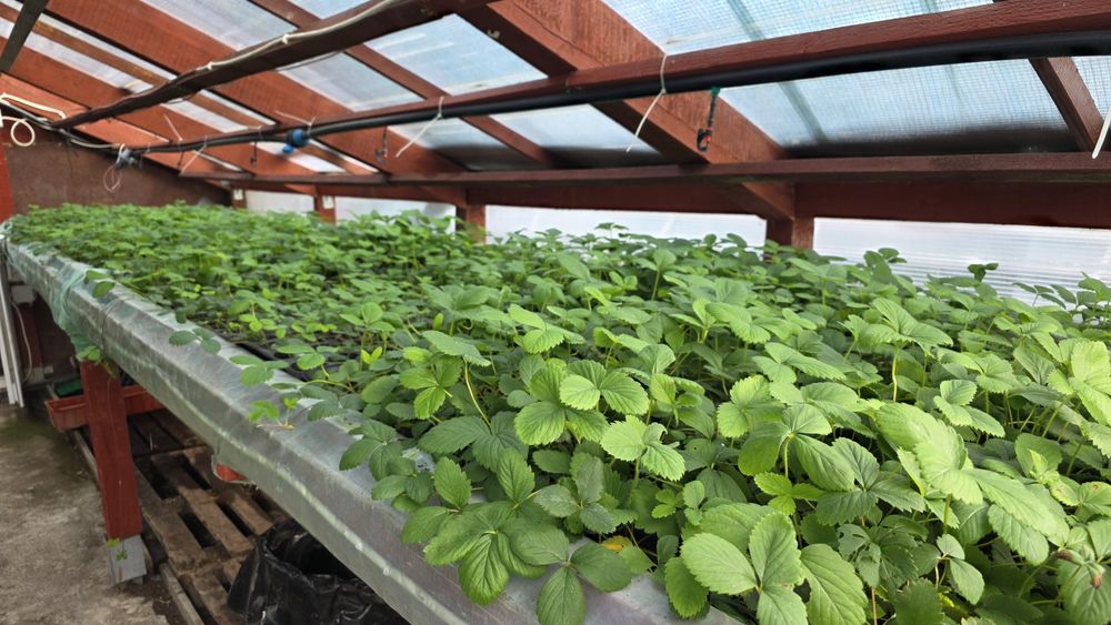 Vând Stoloni Capsuni Collosus