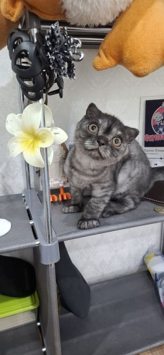 Шотландский скоттиш фолд мальчик