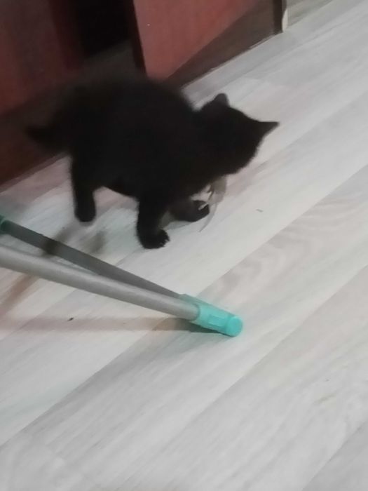 котята мышеловы. ,добрым людям