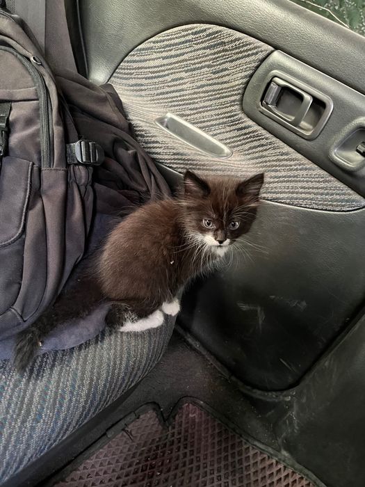 Отдам даром 2 котят