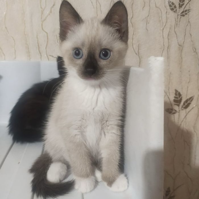 отдам котят 1,5 месяца