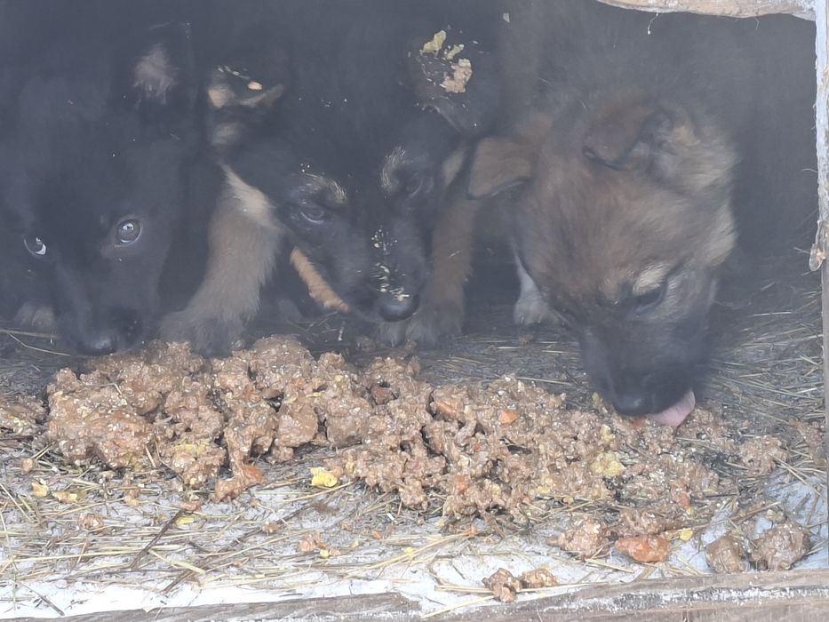 Отдам щенят в хорошие руки