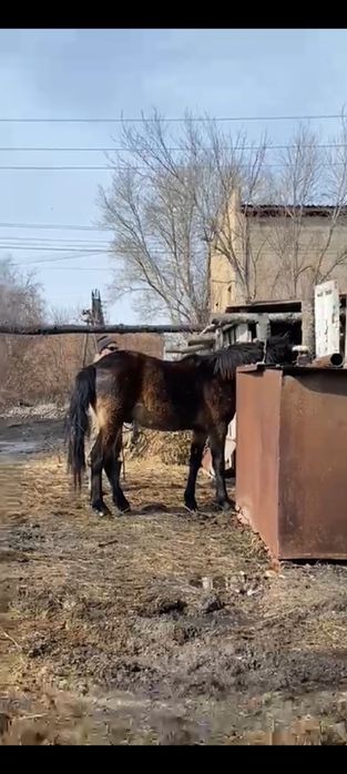 Продам 2 летка с откорма.