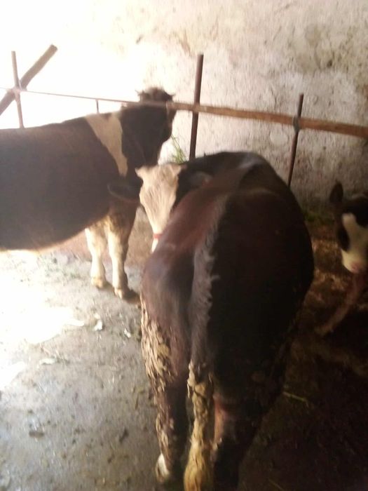 Vând vițele  de 300 kg bucata preț 5500 bucata preț negociabil