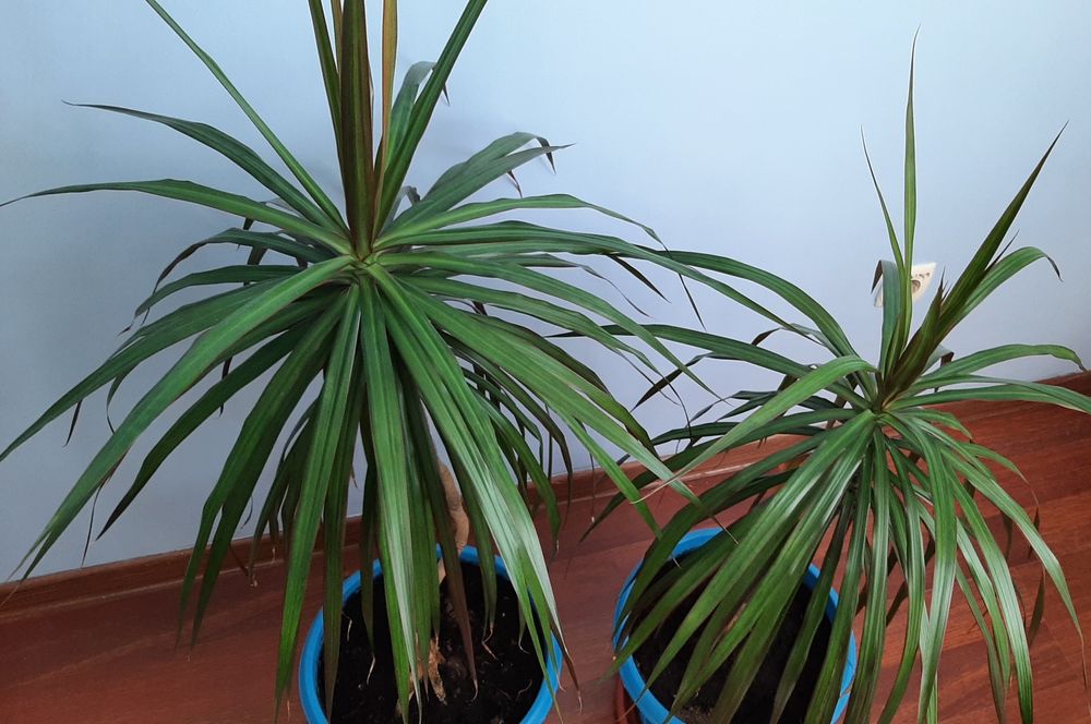 Драцена цветок комнатный