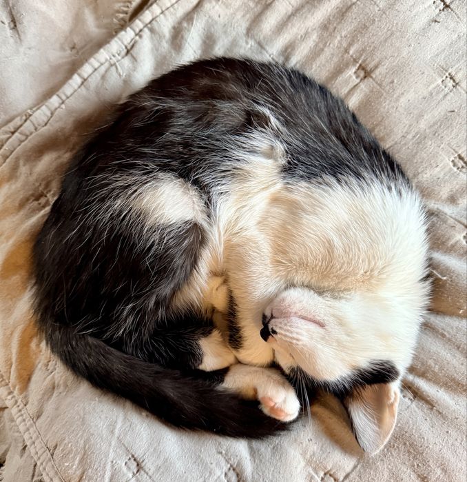 Donam pisicuta 7 luni