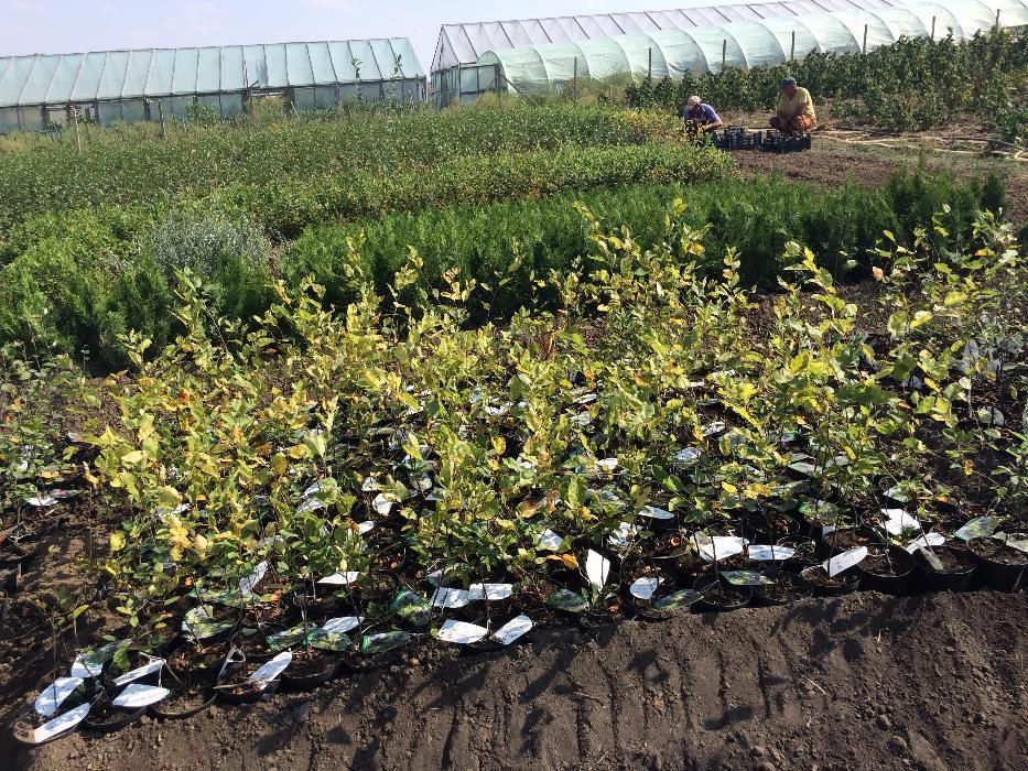 Vand afin canadian radacina libera