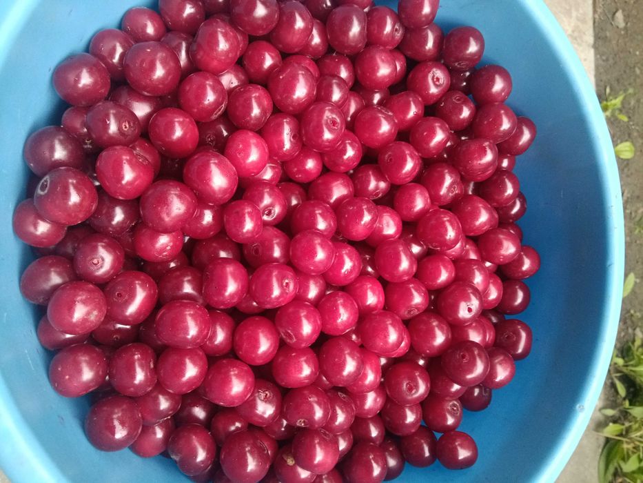 Продам спелую домашнюю вишню
