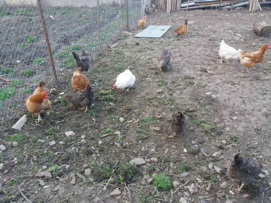 Ouă bio ouă de casa