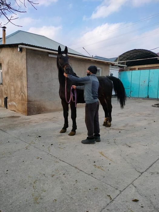 Чистопородная Кобылка