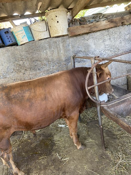 Продам быка 3месяц на откорме