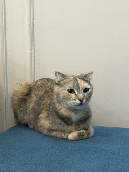 кошка и котенок бесплатно