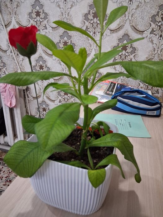 синадениум Гранта