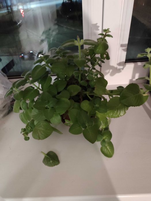 Продажа комнатных цветов