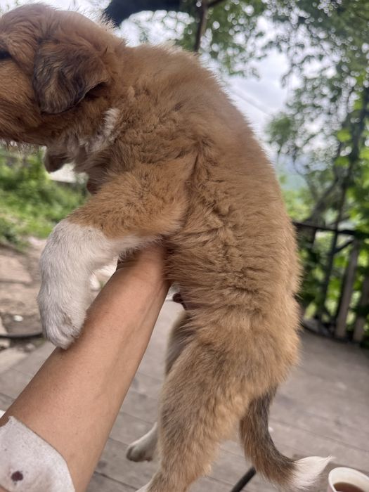 Щенки бесплатно