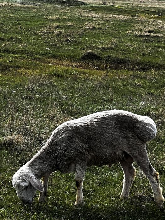 Продам кошкаров