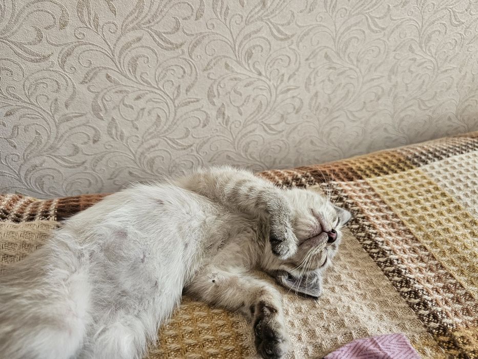 Котенок ( девочка, видимо породистая)