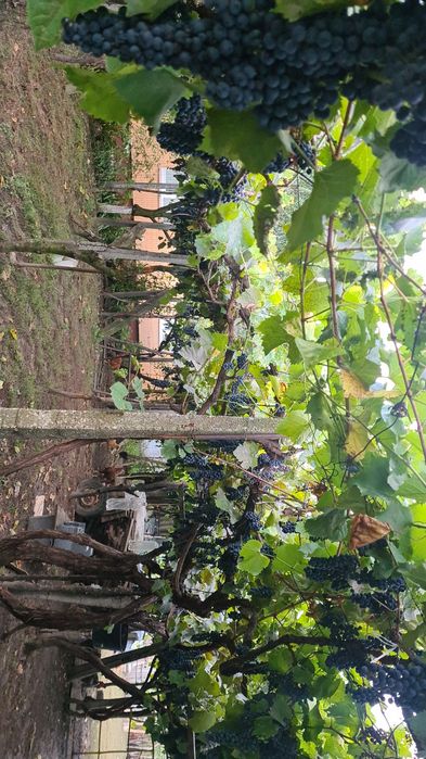 Vând struguri producători,  boltă