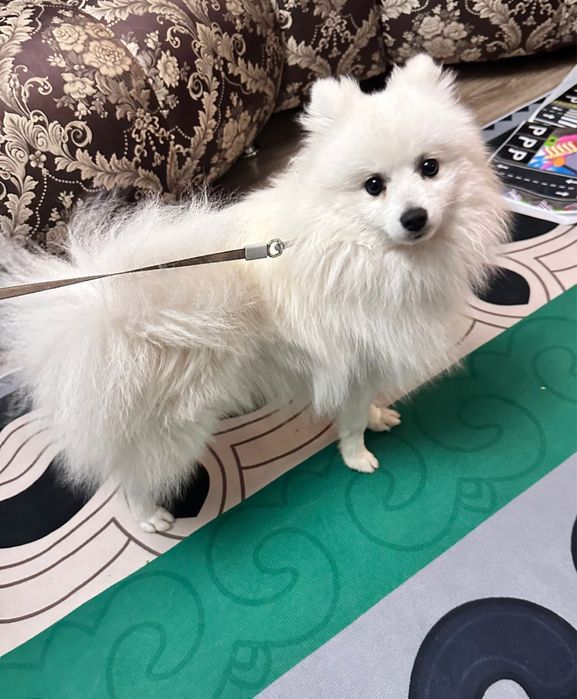 Немецкий щпиц белый