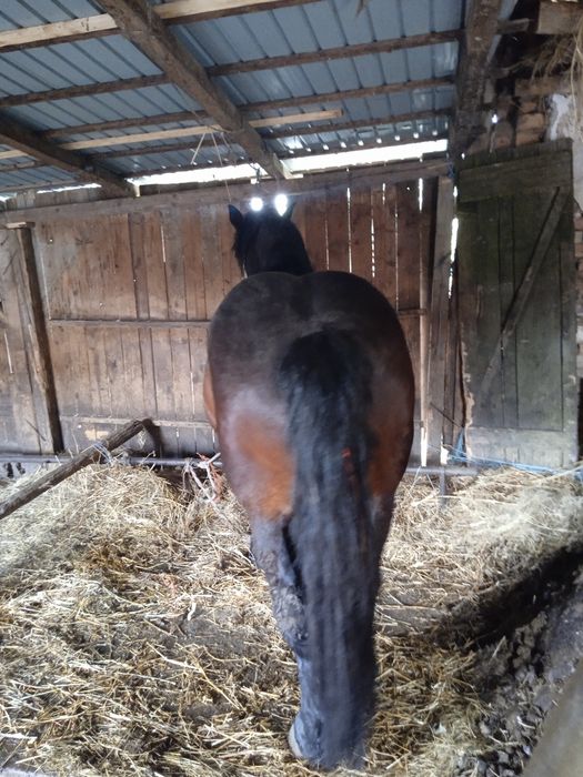 Vanz armăsar de4 ani