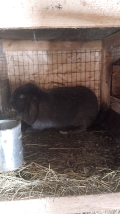 Продам кроликов французский барашек