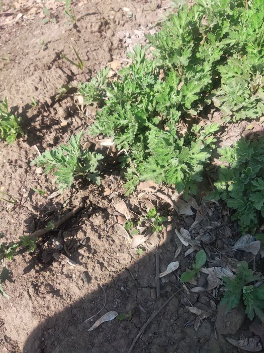 Хрезантема лимоннная