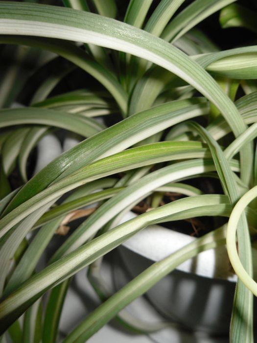 Мыльница Samsung PL55