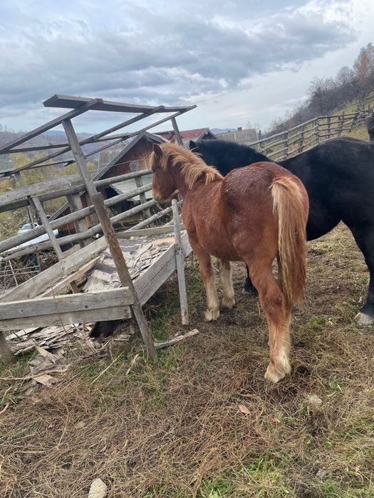 Manz de 7 luni si iapa de 2,5 ani