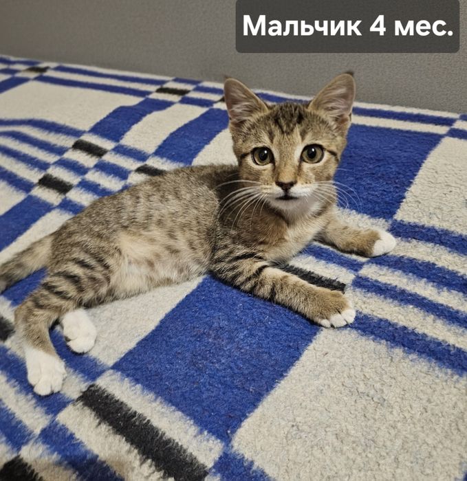 Котята,  кошечка британской породы