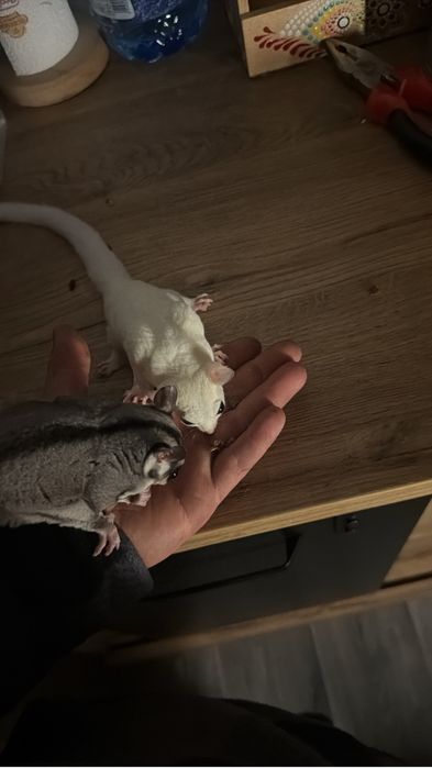 sugar glider (planor de zahar,veverita zburatoare)