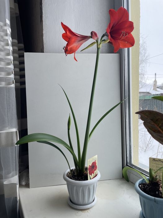 Гиппеаструм красный