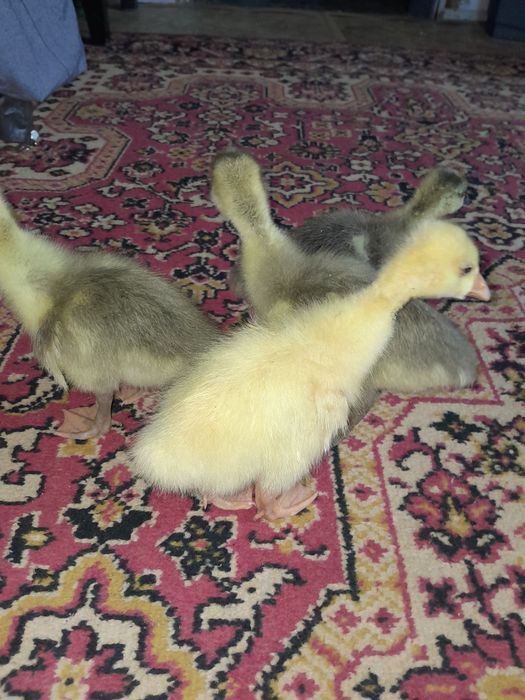 Продам гусят домашних