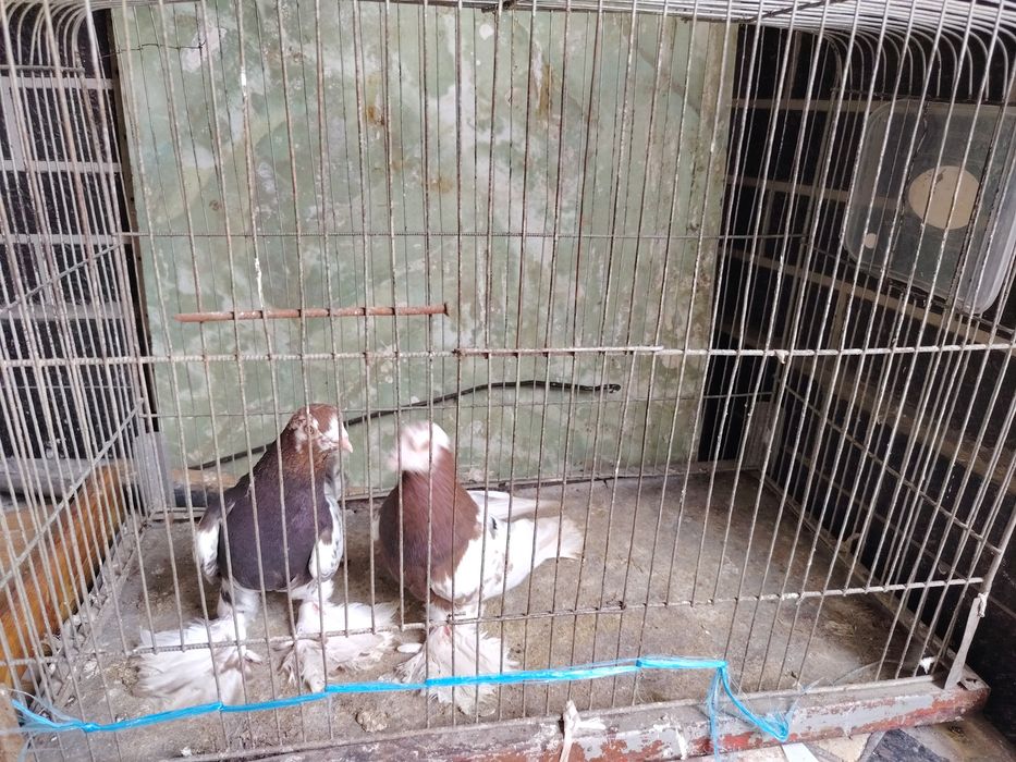 Kaptar Голубь Каптар