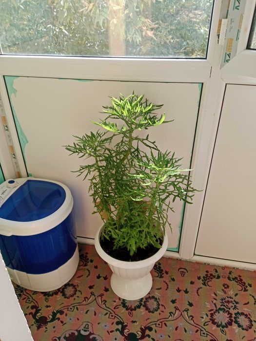 Продам цветок домашний